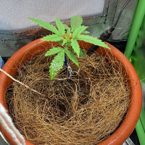 Critical Haze growlog timeline photo