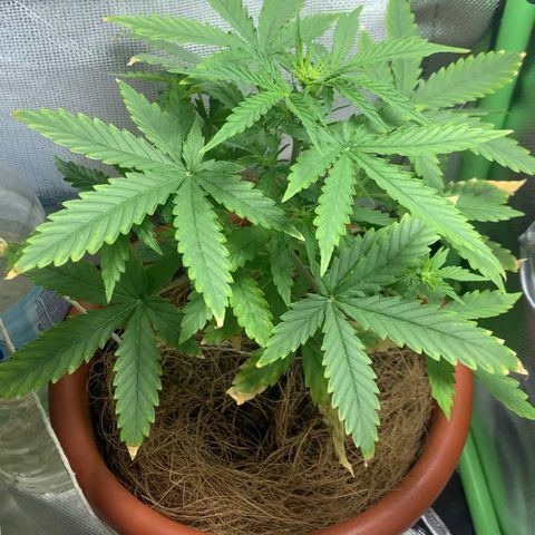 Critical Haze growlog photo: Fotoperiodo 18/6