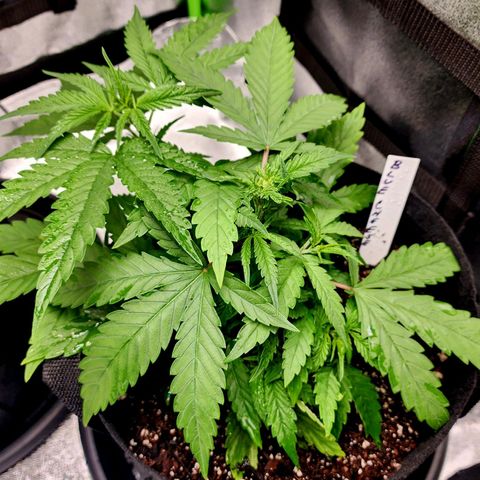 Blue Cheese growlog timeline photo