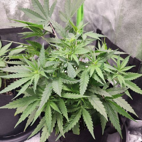 Blue Cheese growlog timeline photo