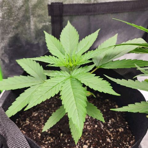 Gold Leaf growlog timeline photo