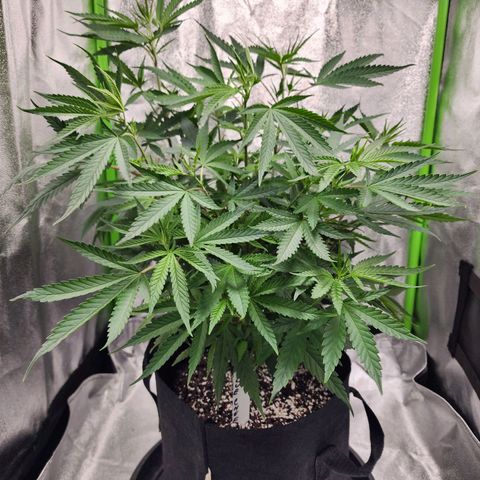 Blue Cheese growlog timeline photo