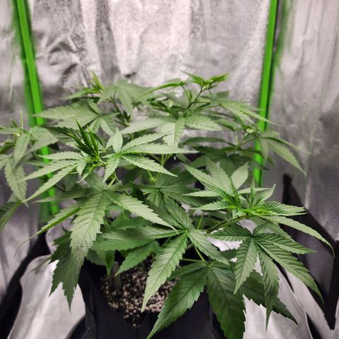 Gold Leaf growlog timeline photo