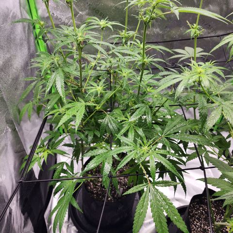 Blue Cheese growlog timeline photo