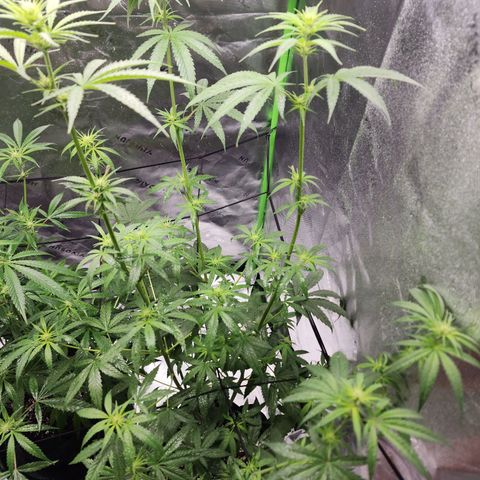 Gold Leaf growlog timeline photo