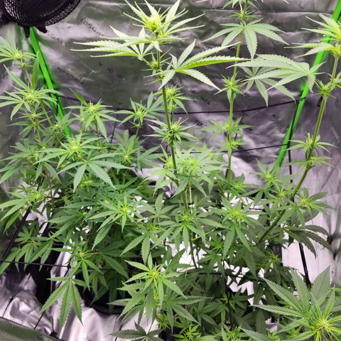 Gold Leaf growlog timeline photo