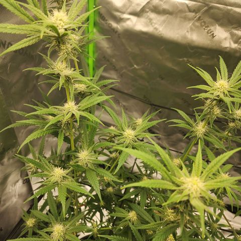 Blue Cheese growlog timeline photo
