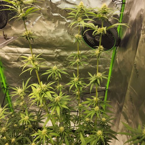 Gold Leaf growlog timeline photo