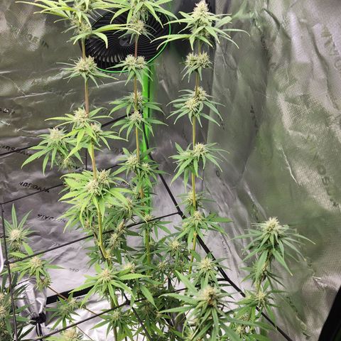 Gold Leaf growlog timeline photo
