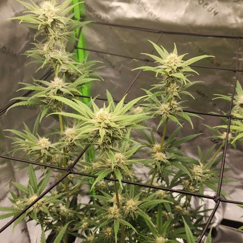 Blue Cheese growlog timeline photo