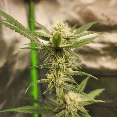 Blue Cheese growlog timeline photo