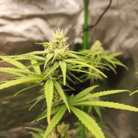 Gold Leaf growlog timeline photo