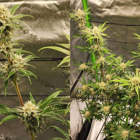 Gold Leaf growlog timeline photo