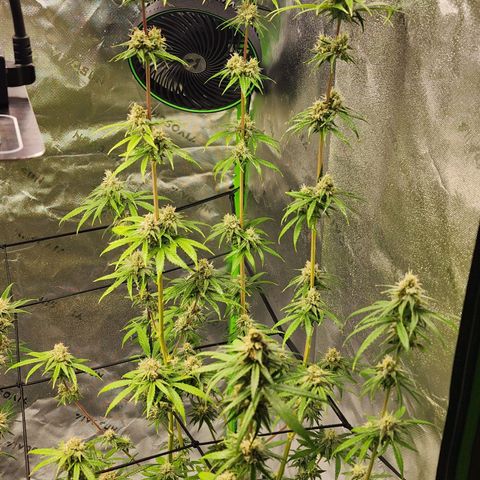 Gold Leaf growlog timeline photo