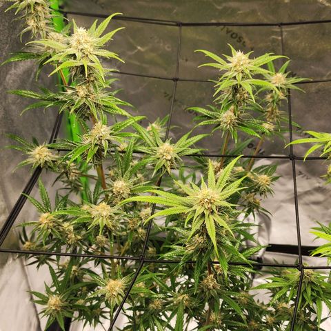 Blue Cheese growlog timeline photo