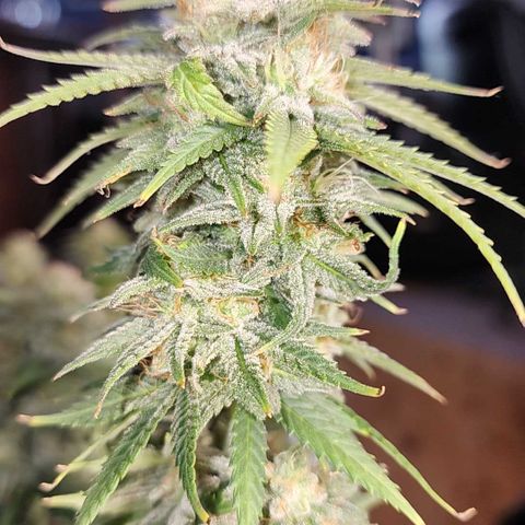 Purple Queen growlog timeline photo