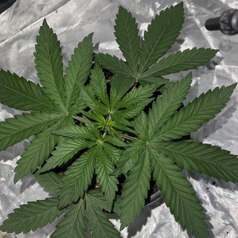 Runtz Muffin  growlog timeline photo