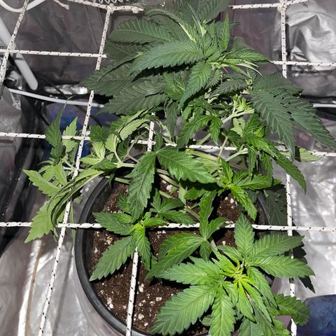 Runtz Muffin  growlog timeline photo