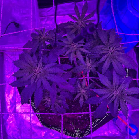 Runtz Muffin  growlog timeline photo