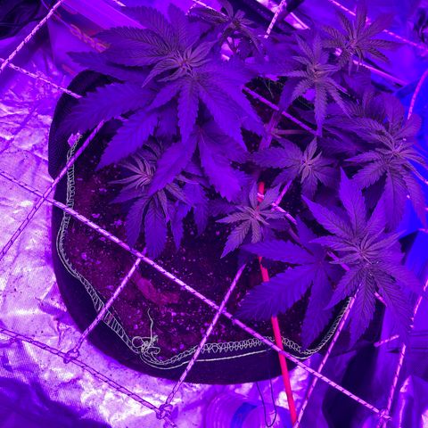 Runtz Muffin  growlog timeline photo