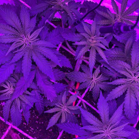Runtz Muffin  growlog timeline photo