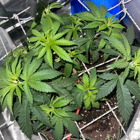 Runtz Muffin  growlog timeline photo