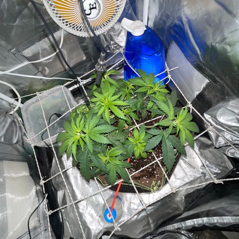Runtz Muffin  growlog timeline photo