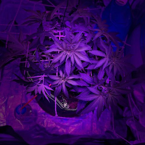 Runtz Muffin  growlog timeline photo