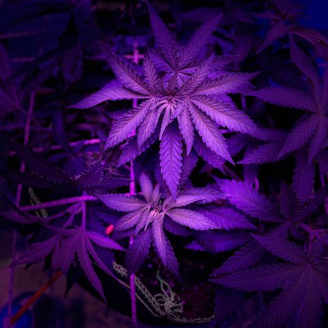 Runtz Muffin  growlog timeline photo