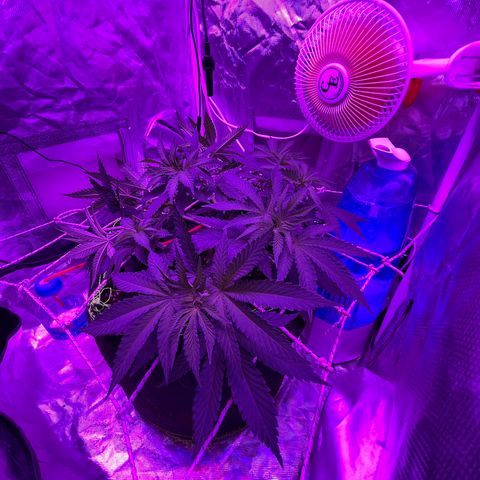 Runtz Muffin  growlog timeline photo