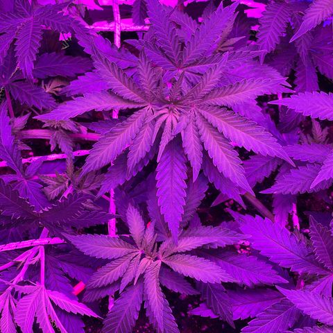 Runtz Muffin  growlog timeline photo
