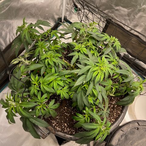 Runtz Muffin  growlog timeline photo