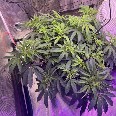 Runtz Muffin  growlog timeline photo