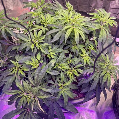 Runtz Muffin  growlog timeline photo