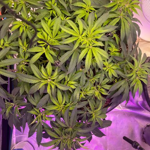Runtz Muffin  growlog timeline photo