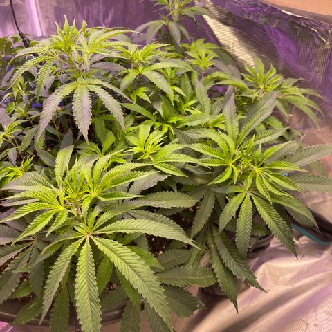 Runtz Muffin  growlog timeline photo