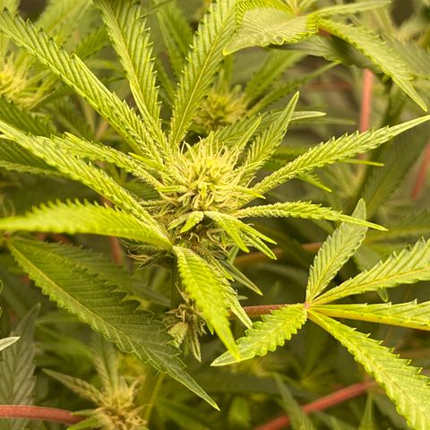 Runtz Muffin  growlog timeline photo