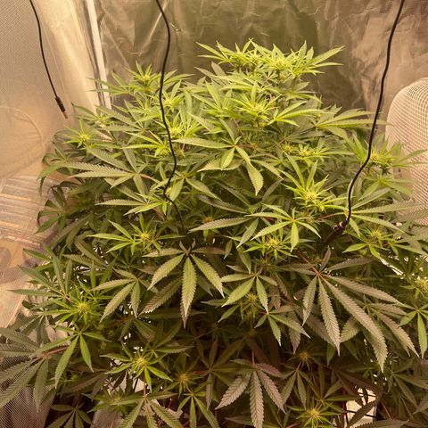 Runtz Muffin  growlog timeline photo