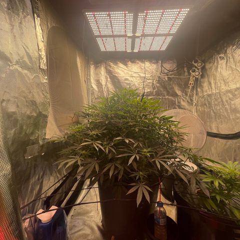Runtz Muffin  growlog timeline photo