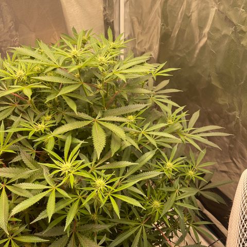 Runtz Muffin  growlog timeline photo