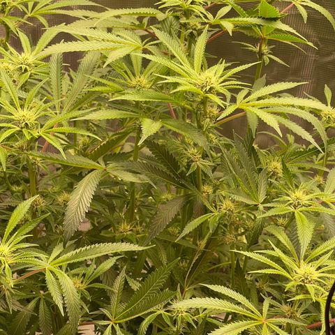 Runtz Muffin  growlog timeline photo