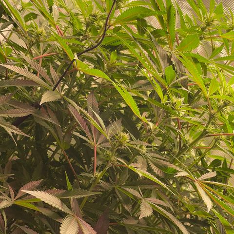 Runtz Muffin  growlog timeline photo