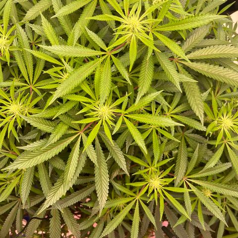 Runtz Muffin  growlog timeline photo