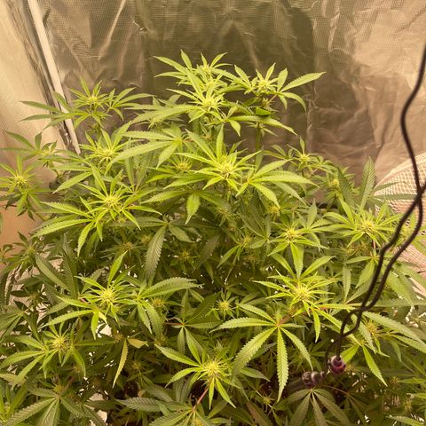 Runtz Muffin  growlog timeline photo