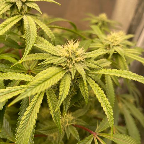 Runtz Muffin  growlog timeline photo