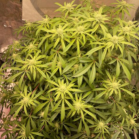 Runtz Muffin  growlog timeline photo