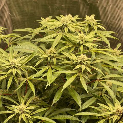 Runtz Muffin  growlog timeline photo