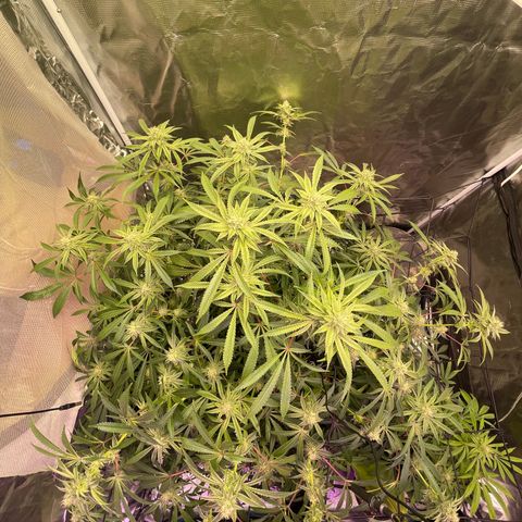 Runtz Muffin  growlog timeline photo