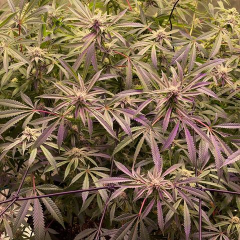 Runtz Muffin  growlog timeline photo