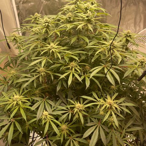 Runtz Muffin  growlog timeline photo